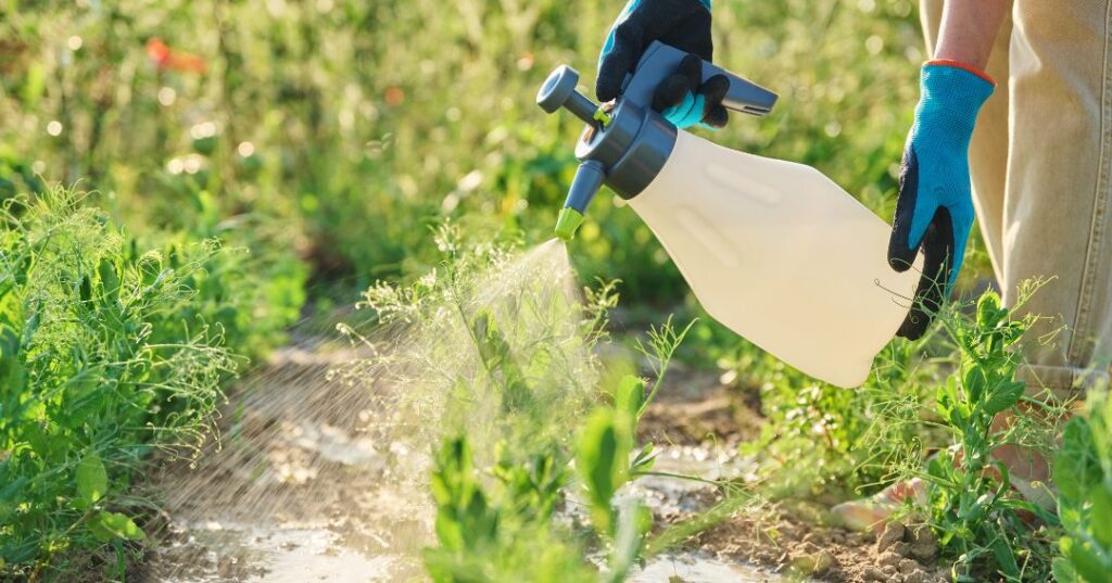 controle de pragas em Porto Velho