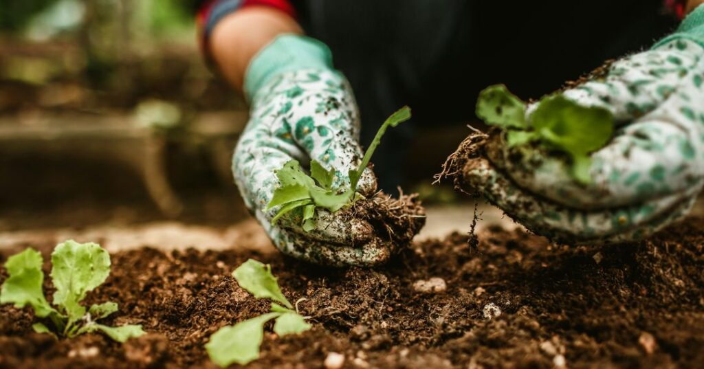 manutenção de jardins em Porto Velho