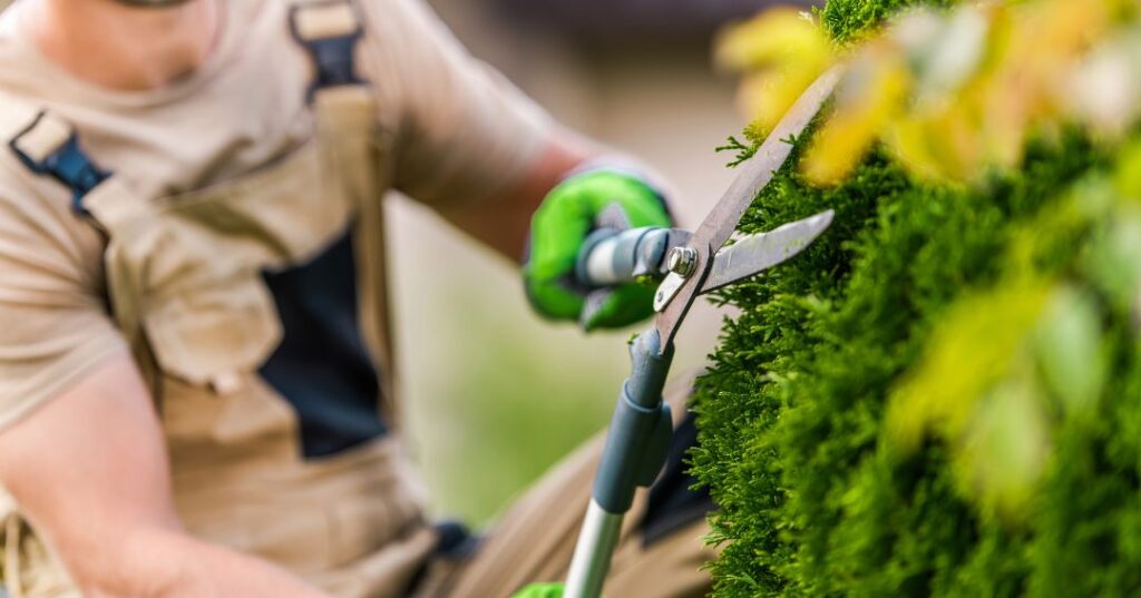 poda e plantio em Porto Velho